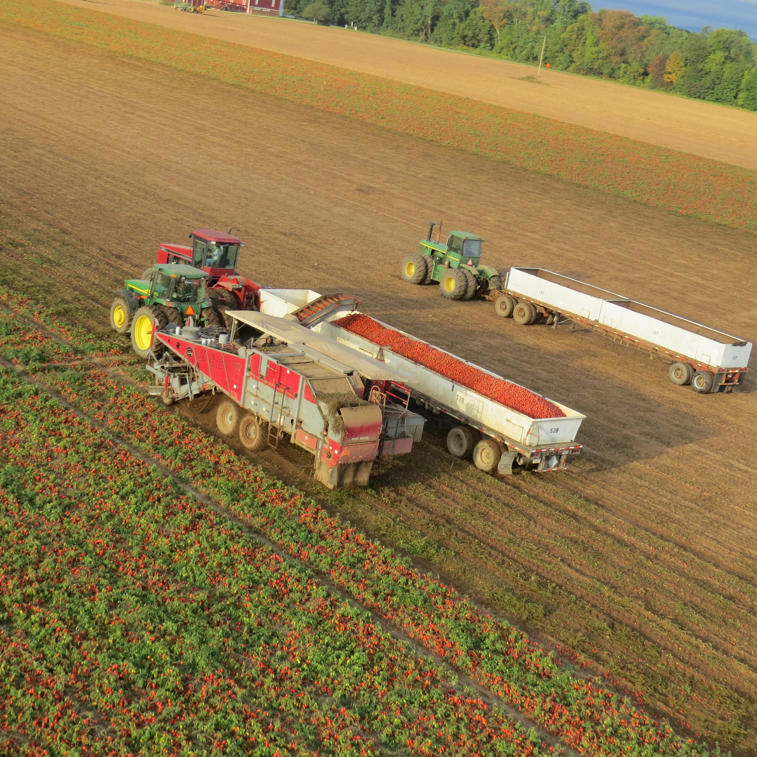 Furmano Foods Raises the Flag to Kick Off 105th Tomato Harvest Season